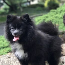 Daisy - Pomeranian