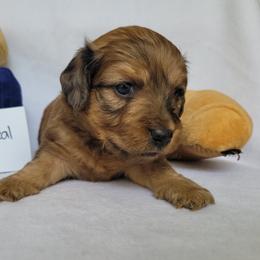 Companion Cross and Dachshund Puppies from Sweet Honey Bunn Hounds