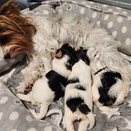 Biewer Terrier and Yorkshire Terrier Puppies from 1.StarDreamPups