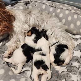 Biewer Terrier and Yorkshire Terrier Puppies from 1.StarDreamPups