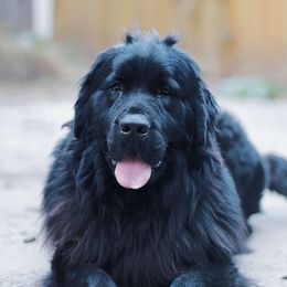 Delilah - Newfoundland
