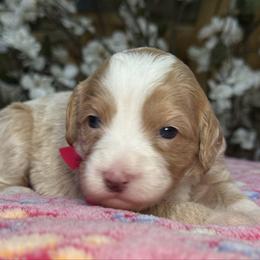 Pink-nellie - Red female Bernedoodle puppy in Yuciapa, California from AlltheDoodlez_