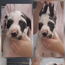 Boy 1 - Harlequin male Great Dane puppy in Longview, Texas from Lazy A Danes