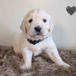 Boy 3 - male Golden Retriever puppy in Rotterdam, New York from Sweetwater Goldens