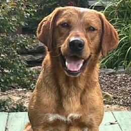 Harry - Labrador Retriever