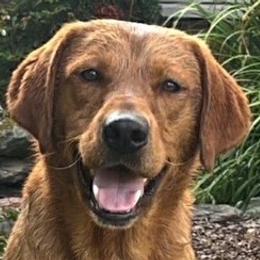 Harry - Labrador Retriever