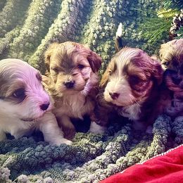Havanese puppies from Happy Paws Havanese