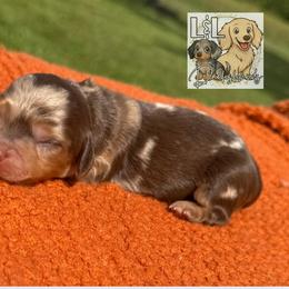 Dachshund Puppies from L&L Dachshunds