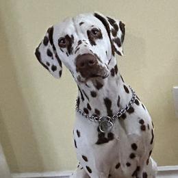 MAISEL - Dalmatian