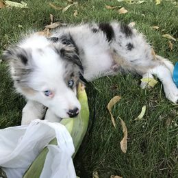 Border Collie Puppies from Cascade Sun Kennels