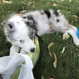 Border Collie Puppies from Cascade Sun Kennels