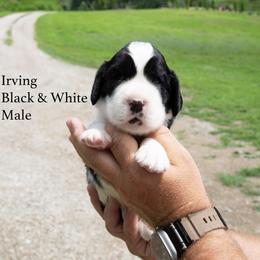 Irving - Black and white male English Springer Spaniel puppy in Manchester, Kentucky from Appalachian Kennels