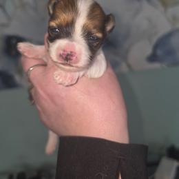 Teacup Clementine - White and tan female Morkie puppy in West Enfield, Maine from GRIFFEY'S SPA AND KENNEL