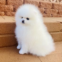 Dior - White male Pomeranian puppy in Hot Springs, Arkansas from Pomeranian Empire