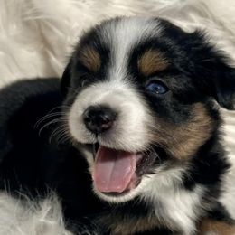 Aussiedoodles and Miniature Australian Shepherds from Dayspring Doodles NC