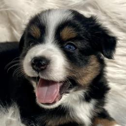 Aussiedoodles and Miniature Australian Shepherds from Dayspring Doodles NC