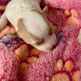Maltipoo and Yorkshire Terrier Puppies from Puppy Love Palace at HB Farm