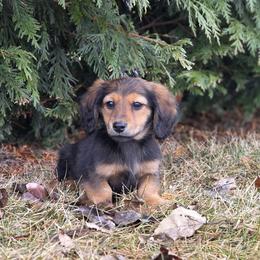 Ode 3500 dollars - Red male Dachshund puppy in Crystal, Michigan from Mare-bella Dachshunds