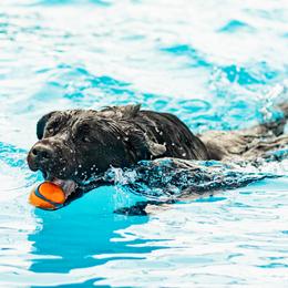 Torque - Labrador Retriever