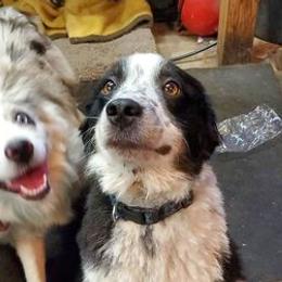 Aussiedoodles from Farm House Aussiedoodles