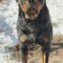 Kilo - Rottweiler