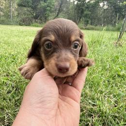 Girl 1 - Chocolate and cream female Dachshund puppy in Umatilla County, Oregon from Divine Dogs