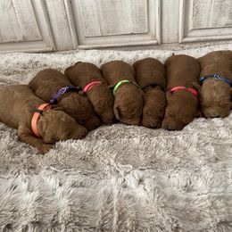 Goldendoodle Puppies from Jozlyn’s Pups