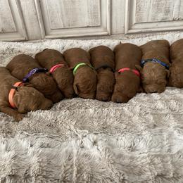 Goldendoodle Puppies from Jozlyn’s Pups