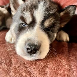 Boy 2 - Black and white male Siberian Husky puppy in Fremont, Michigan from Red Top Huskies