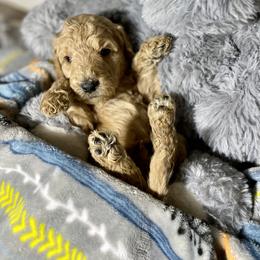 Cockapoo and Goldendoodle Puppies from Capital Doodles