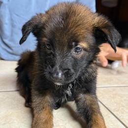 Blue - Mahogany male Belgian Malinois puppy in Saint Amant, Louisiana from Mercy Kennels