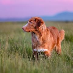 river - Nova Scotia Duck Tolling Retriever