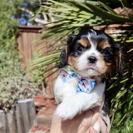 Tri Color Girl - Tri-color Cavalier King Charles Spaniel puppy in Carlsbad, California from Carlsbad Cavaliers