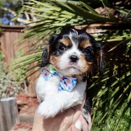 Tri Color Girl - Tri-color Cavalier King Charles Spaniel puppy in Carlsbad, California from Carlsbad Cavaliers