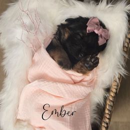 Ember - Black and red female German Shepherd puppy in Tippecanoe, Indiana from Mächtiger Barkerheim