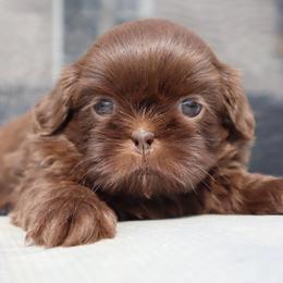Godiva - Liver female Shih Tzu puppy in Clinton, Tennessee from Southland’s Shih Tzus