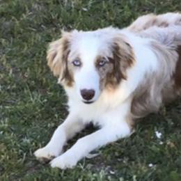 Miniature Australian Shepherds from Dixie Roots Ranch
