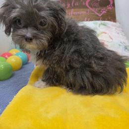 Midwest Mini Hip Hop - Blue male Mi-Ki puppy in Clearwater, Kansas from Midwest Mini Mi-kis