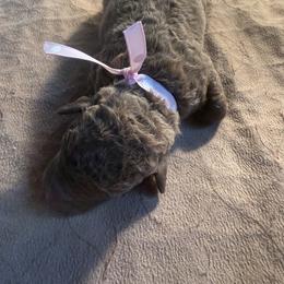 Pink dot female - Brown female Chesapeake Bay Retriever puppy in Houston, Texas from Monarch Chesapeakes