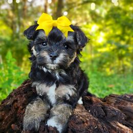 Companion Cross, Havanese, Mal-Shi, Maltese, Maltipoo, Morkie, and Shih Tzu Puppies from Seeking Shalom Acres Maltese, Maltipoos & Havamalts