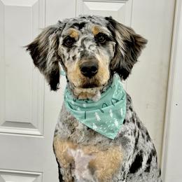 Ember - Merle female Bernedoodle puppy in Hegins, Pennsylvania from Bubbling Springs Doodles, LLC