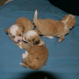 Havanese Puppies from Gingerbred Havanese