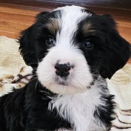 Bernedoodles from Doodle Dandy Puppies