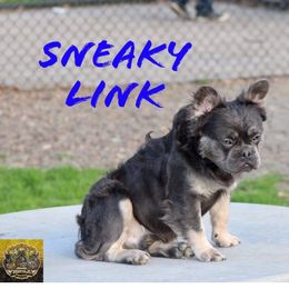 Domi - French Bulldog