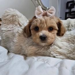 Lucy - Apricot female Maltipoo puppy in Washington from Mt.BakerPoodles&Doodles