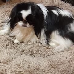 Chihuahua and Japanese Chin All Grown Up from Gift of Gods Favor