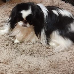 Chihuahua and Japanese Chin All Grown Up from Gift of Gods Favor