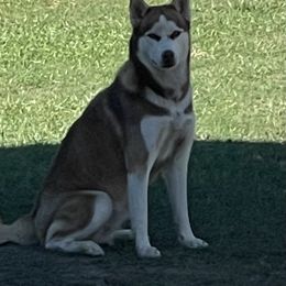 Mishka - Siberian Husky