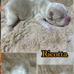 Ricotta - Seal and white male Boston Terrier puppy in Brazos Point, Texas from TX Southern Belle Bostons