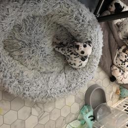 Dalmatian Puppies from Revere Dalmatians